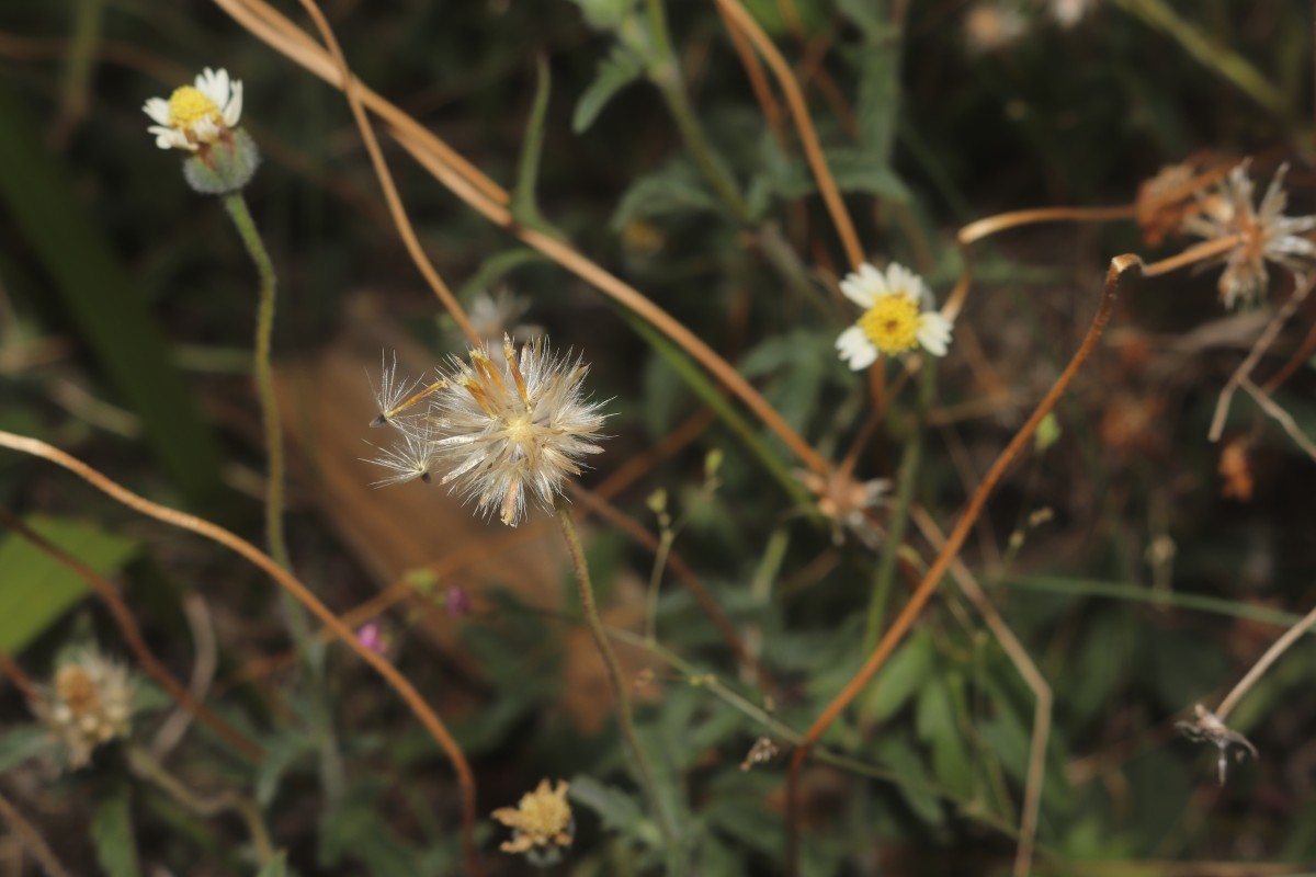 Tridax procumbens L.